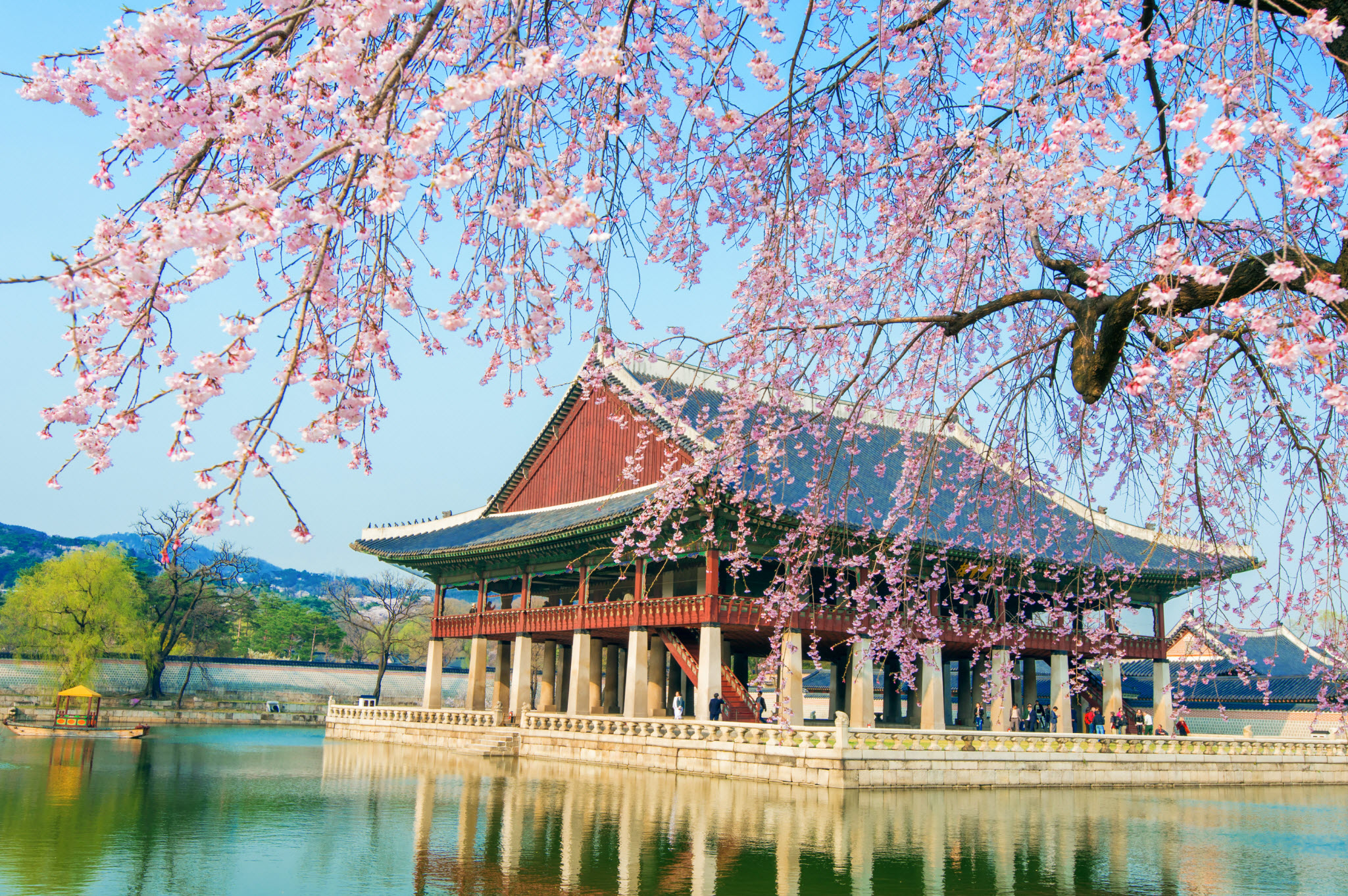 cherry blossom festival in Jinhae